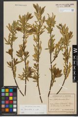Foto von Salix triandra subsp. triandra L.